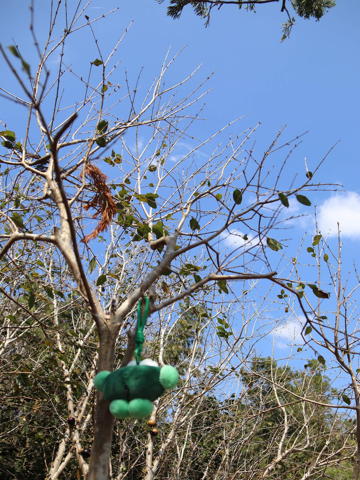 Frog Keychain
